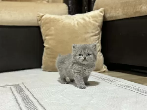 British Longhair Ve Shorthair