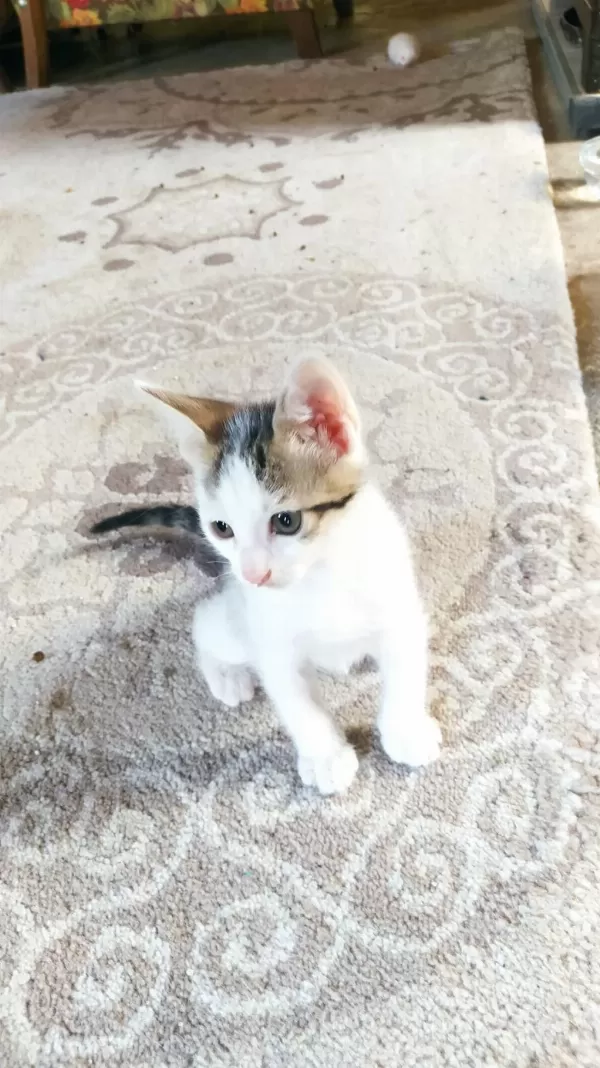 11 Adet Yavru Kedimiz