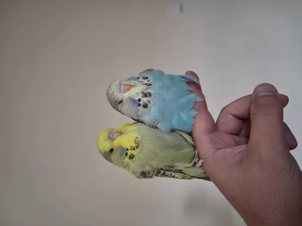 Yavru Show Jumbo Muhabbet Kuşları