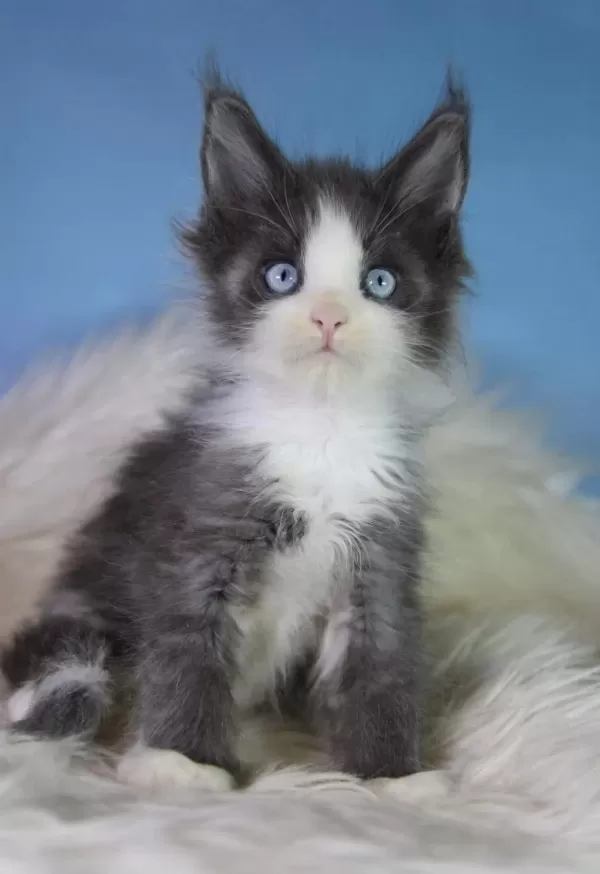Özel Maine Coon Erkek Mavi Gözlü