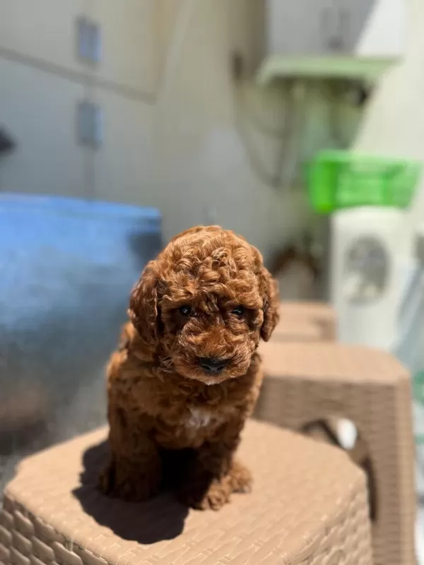 Bayram Şekerleri Poodle Yeni Yuvalarını Arıyorlar