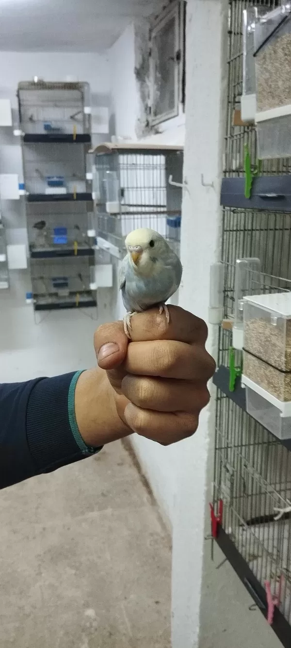 Yeni Yeme Düşmüş Muhabbet Kuşu Yavrular