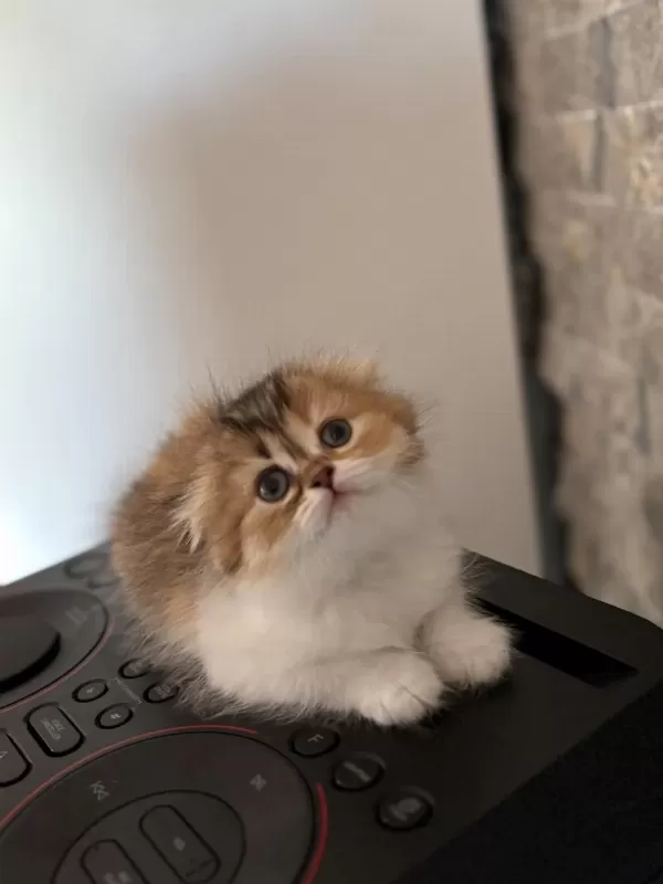 Scottish Fold Golden Yavrularim