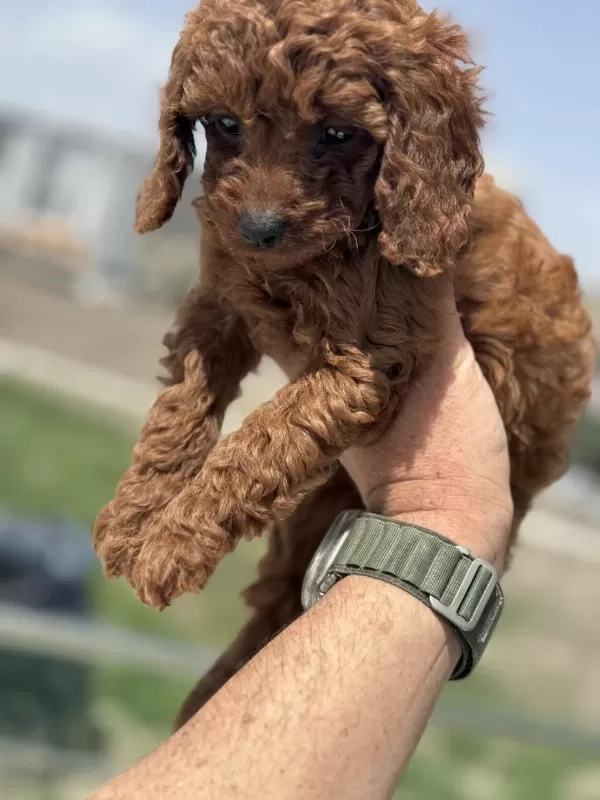 Ankaranın En Seçkin Toy Poodle Yavruları