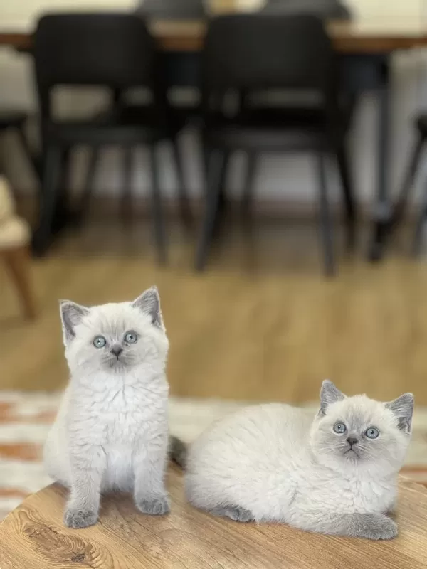 Yeni Ailesine Gitmeye Hazir Blue Point Yavrum