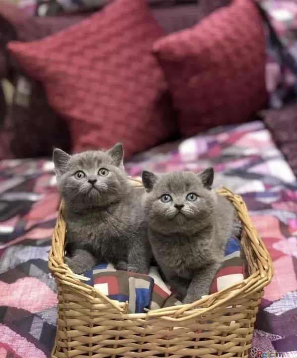 British Shorthair Gri Yavrularim