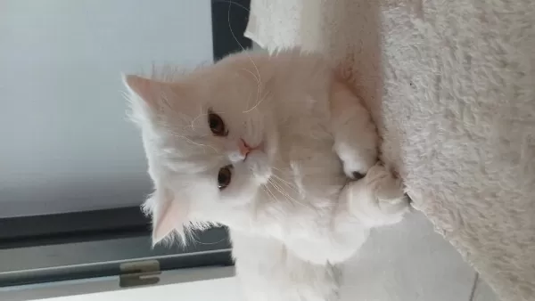 İki Tatlı Kardeş Kedimiz