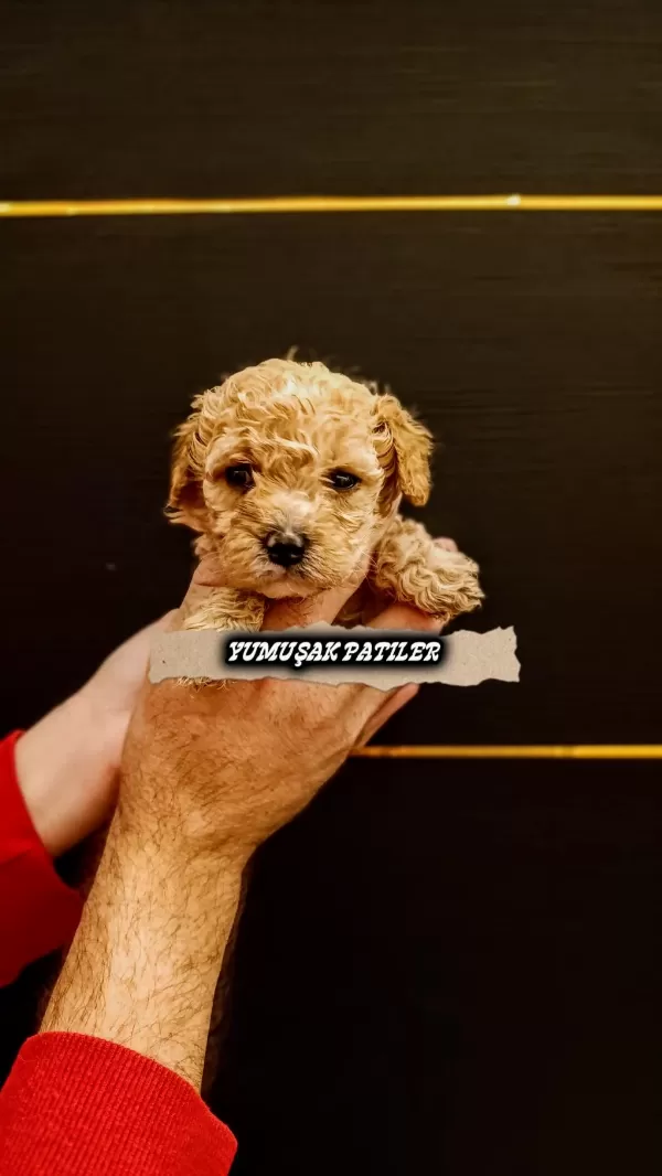 Harika Kore Poodle