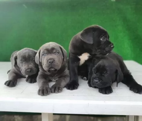 Elit Patiler Farkıyla Cane Corso Yavrular