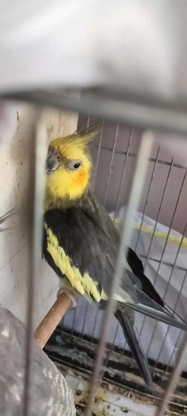Harika Sultan Papağanları