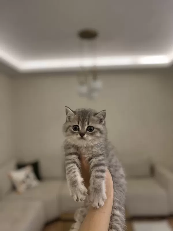Güzeller Güzeli British Shorthair Yavrular