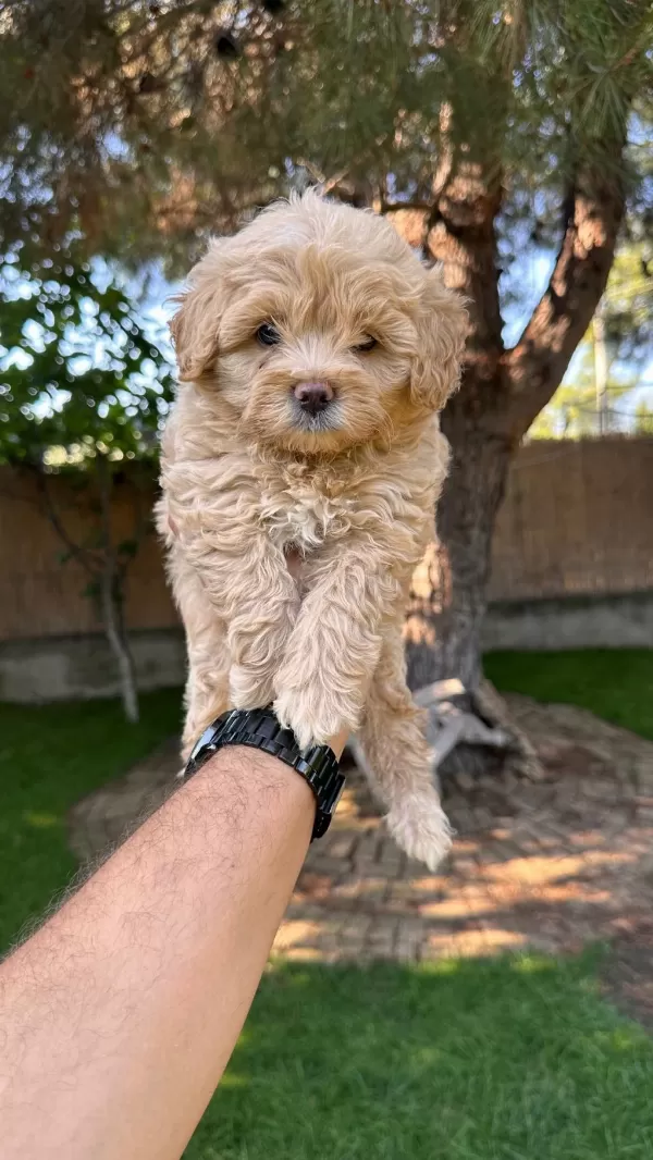 Sevimli Maltipoo Yavrularımız