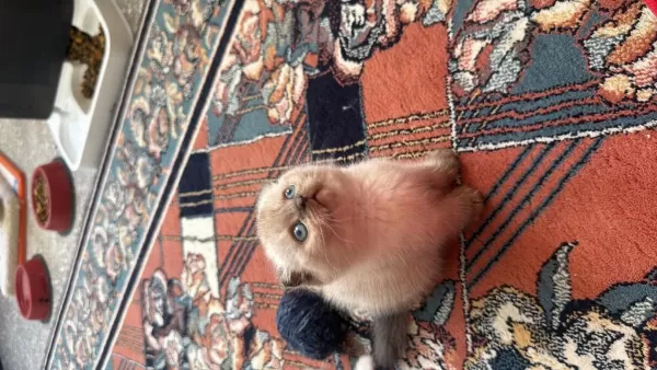 Scottish Fold 2 Aylık