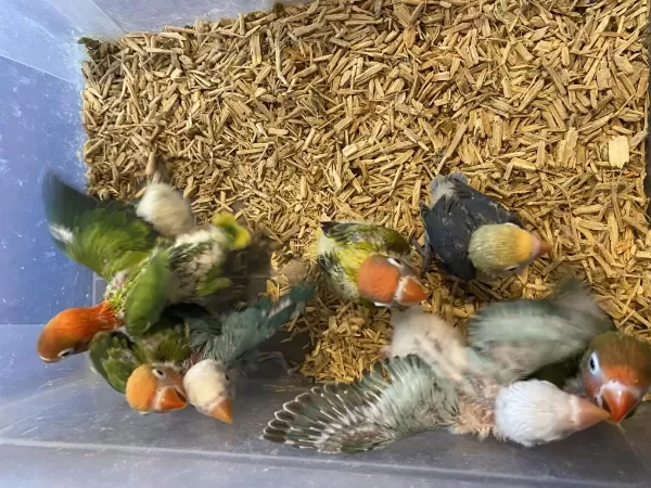 El Besleme Cennet Papağanı Bebekler