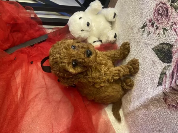 Toy Poodle Yavrularımız