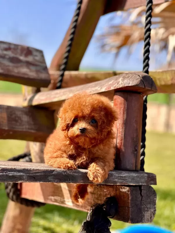 Oyuncak Ayıcık Görünümlü Red Poodle Yavrularımız