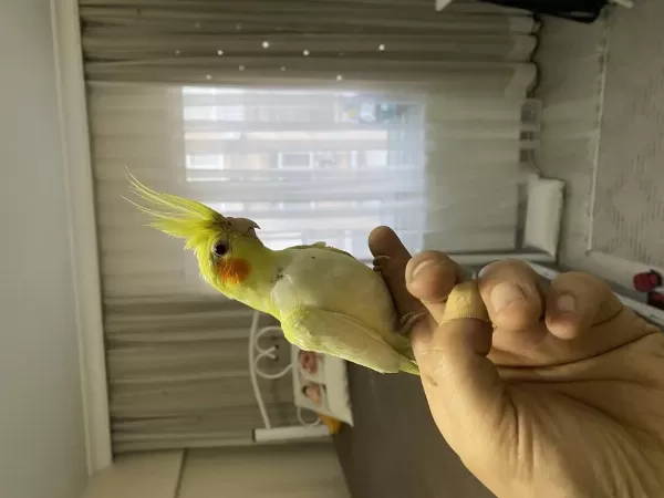 Lutino Sultan Papağanı