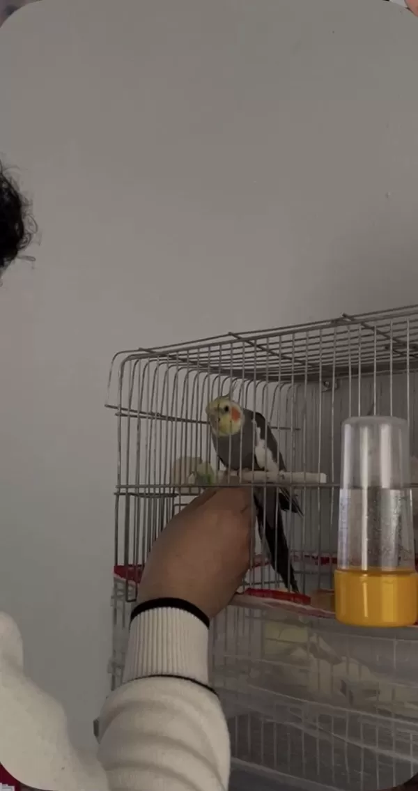 3 Tane Sultan Papağanı Çift Ve Tek