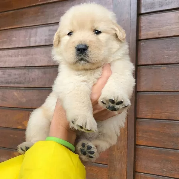 Golden Retriever Yavrulari