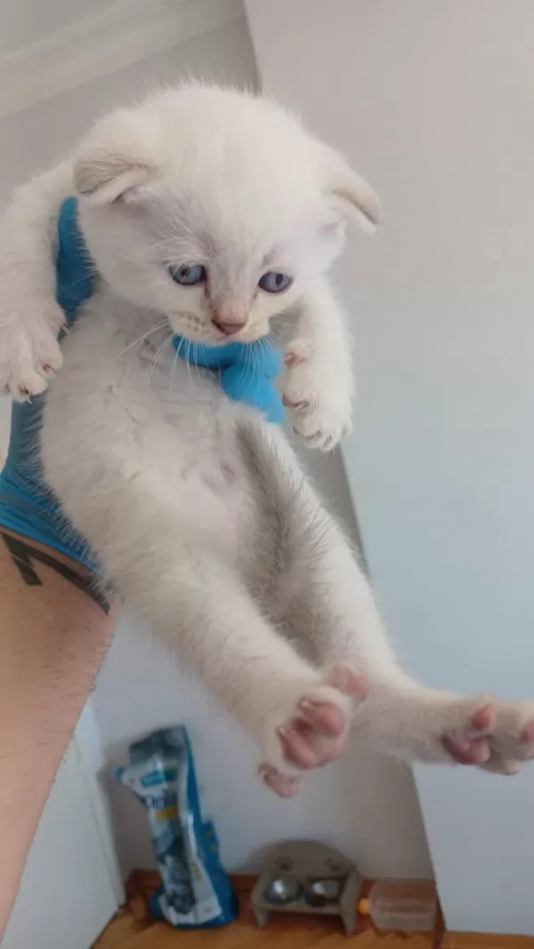 Boncuk Gözlü Scottish Fold Bebekler Teslime Hazır