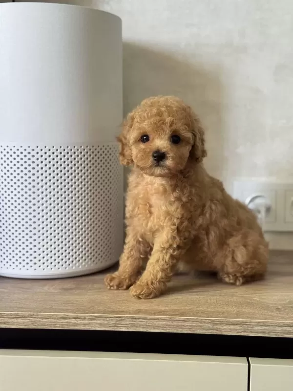 Kurabiye Bebek Eğitimli Poodle