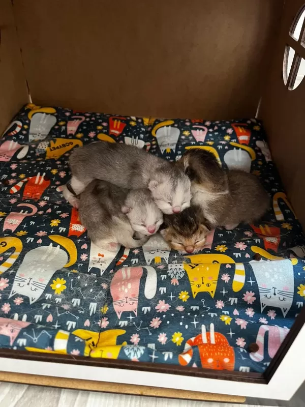 4 Tane Yavru British Shorthair 2 Silver 2 Golden