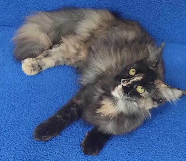 A Kalite Maincoon Yavrumuz Teslime Hazirdir