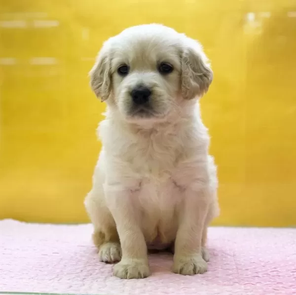 Golden Retriever Yavrulari