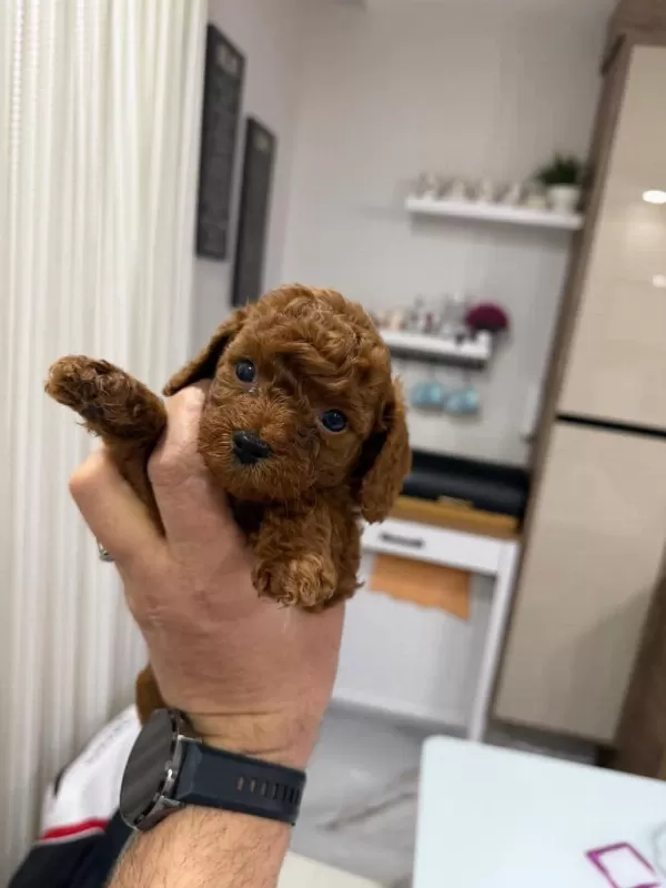 Maltipo Yavrular Toy Poodle Yavrular Ankara Mağazamizda