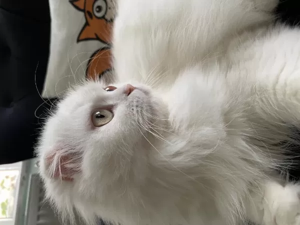 Pamuk Prenses Longhair Kedimiz