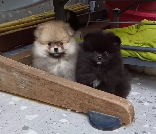 Pomeranian Boo Tea Cup Garantili