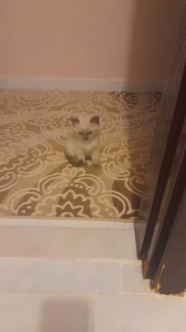 3 Tane Birbirinden Güzel Yavru Kediler