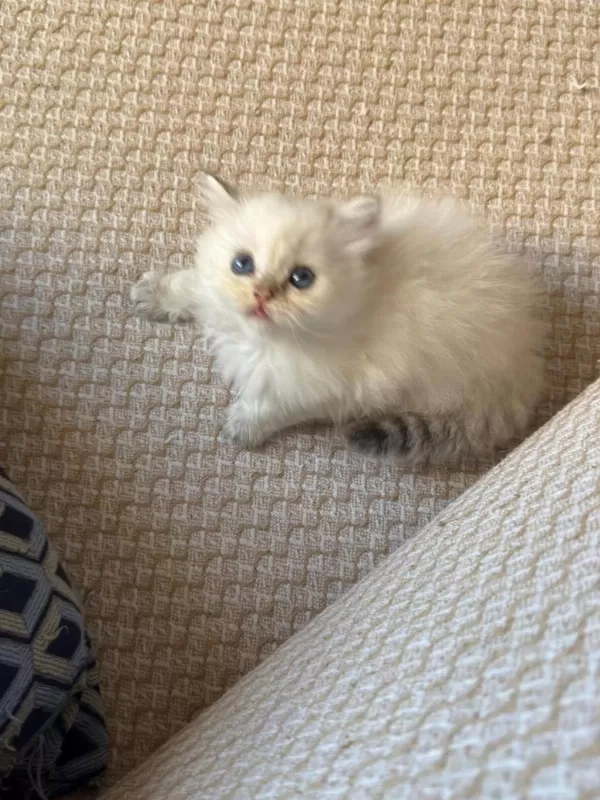 Safkan British Longhair Yavrular