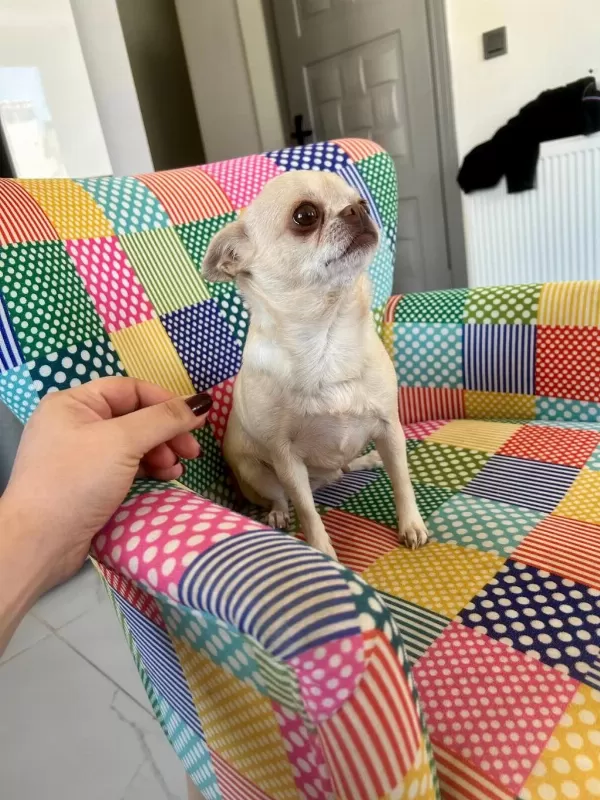 Eğitimli Şecereli Yetişkin Chihuahualar