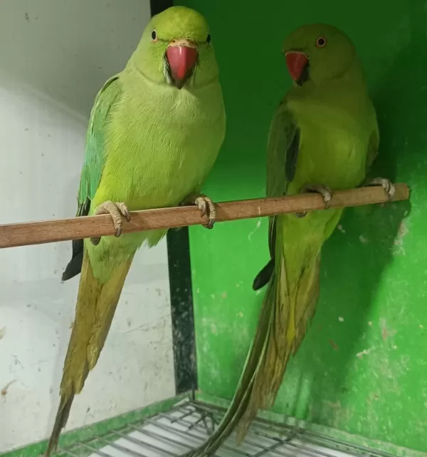 Kapalı Bilezik Pakistan Papağanlar