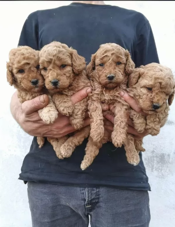 Toy Poodle Yavrular İrk Sağlık Garantili