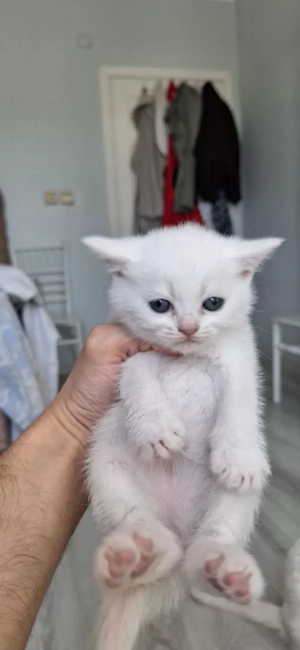 Bembeyaz Pamuk Minnoş Teslime Hazır