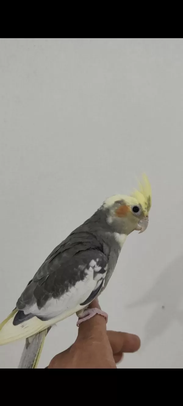 3 Adet Yavru Sultan Papağanı