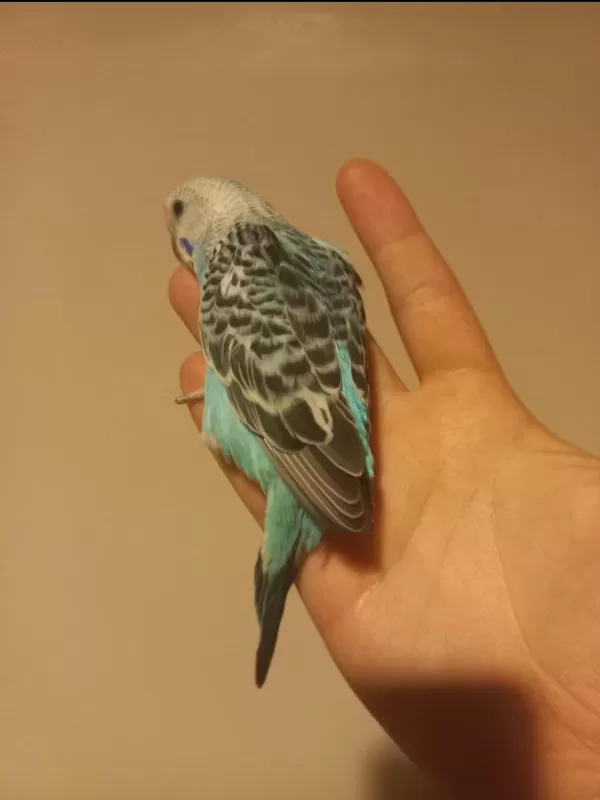 Sağlıklı Yavru Muhabbet Kuşu