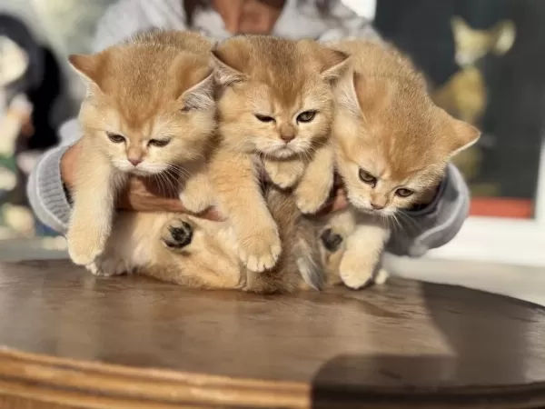 Show Kalite Ny12 Golden British Shorthair Yavrular