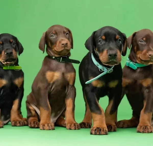 Ev Ve Bahçeniz İçin Doberman Kapıda Ödeme Mevcuttur