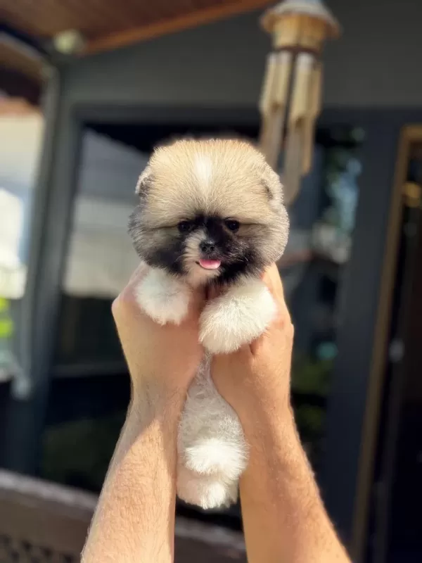 Sağlik Ve İrk Garantili Pomeranian