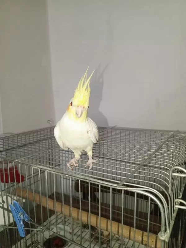 Evcil Genç Dişi Lutino Sultan Papağani