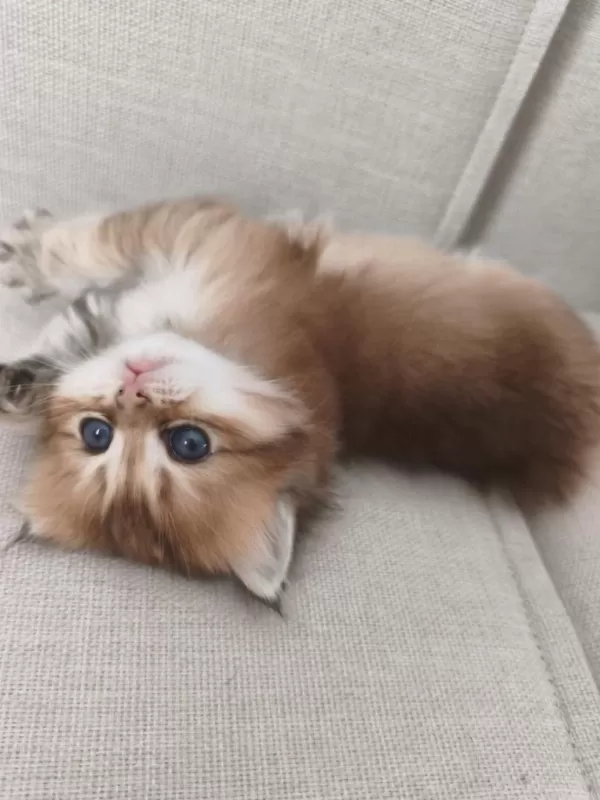 Harika Chinchilla Yavrular