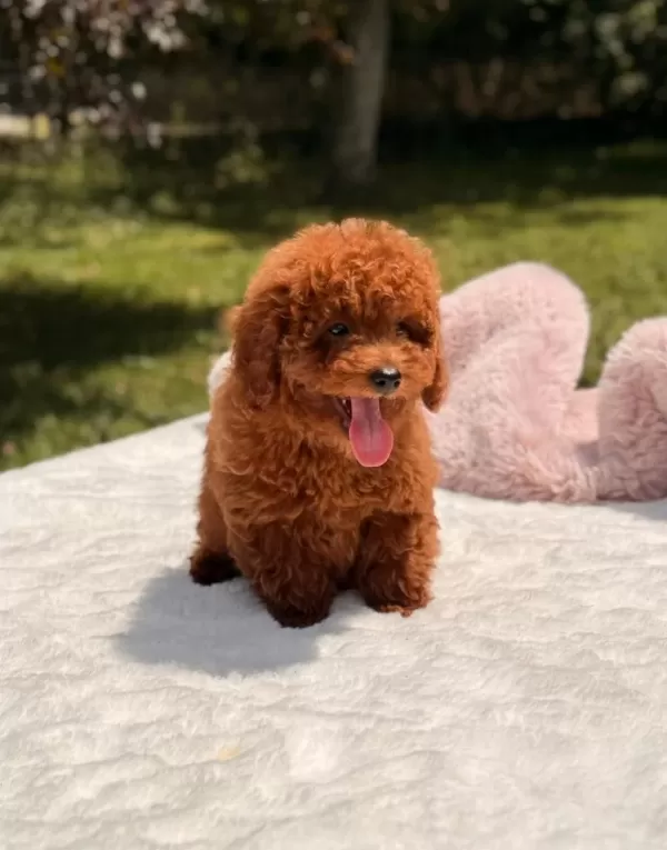 Sağlık Ve İrk Garantili Poodle
