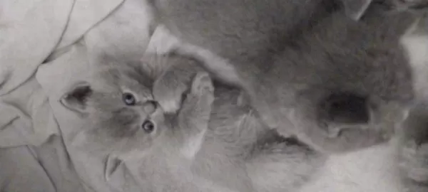 British Shorthair Kedilerim