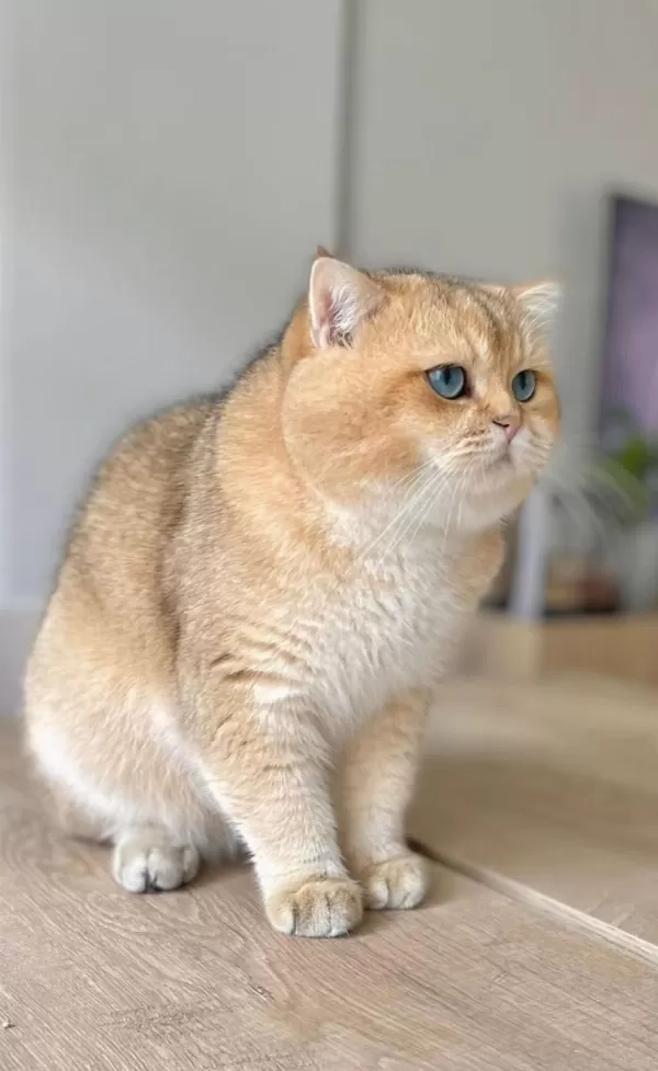 Golden British Shorthair Yavrular