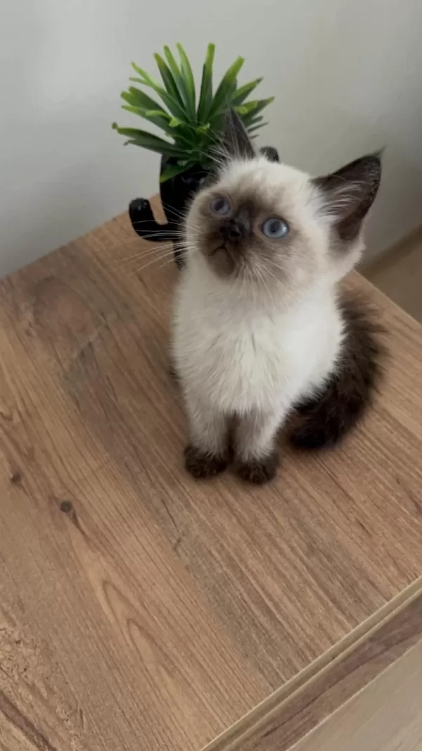British Shorthair Yavrumuz