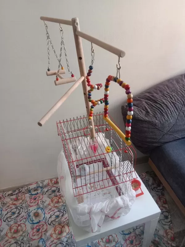 Yavru Forpus Papağanı