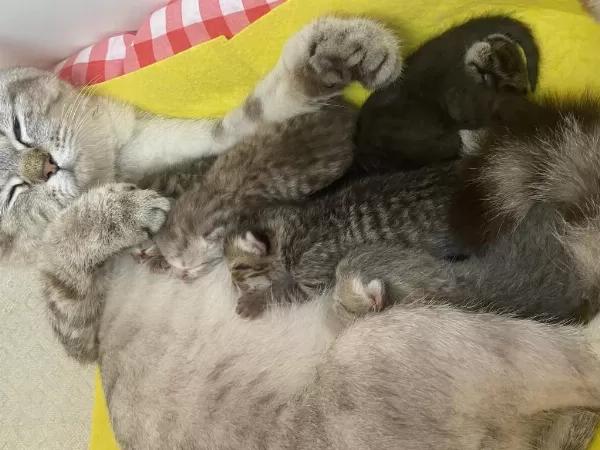 Sağlıklı Yeni Bebek Kediler